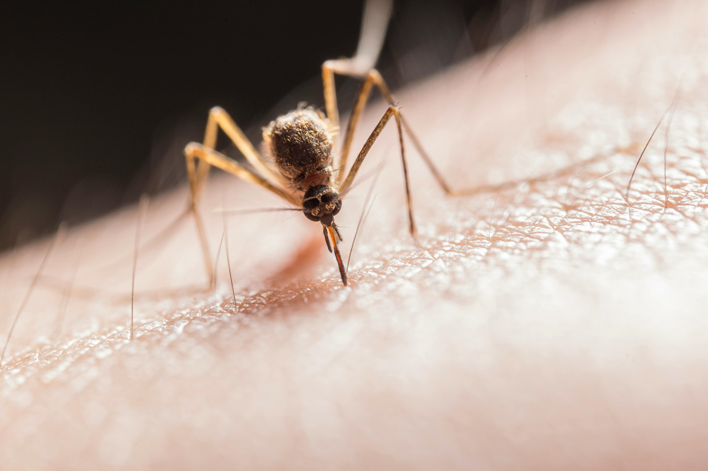 13 natural insect repellents and how to use them safely